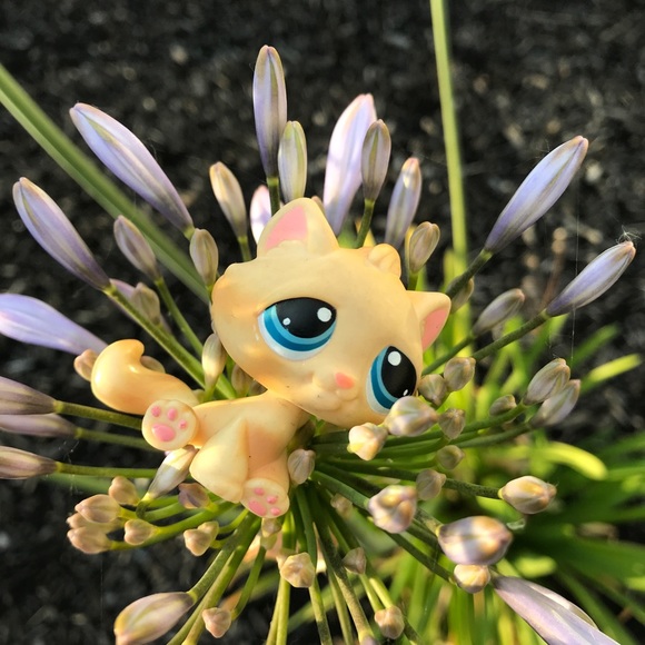 lps blonde cat
